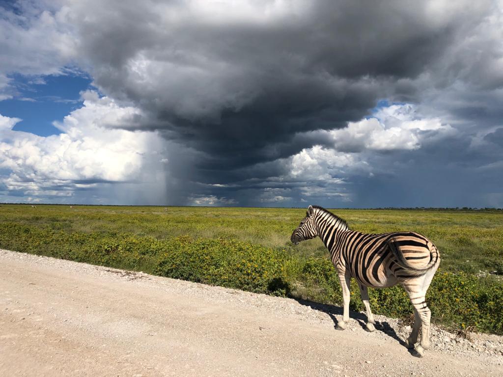 Elefantenherde bei der Wanderung