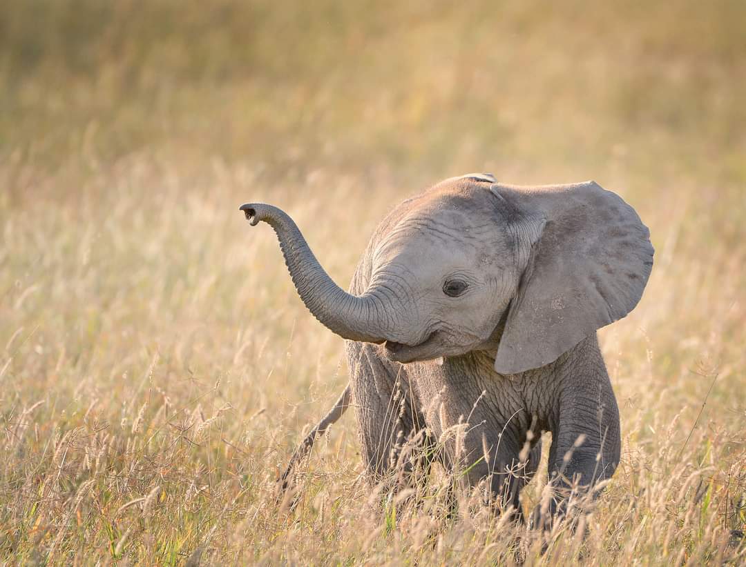 Safari Lodge mit Ausblick auf die Dünen