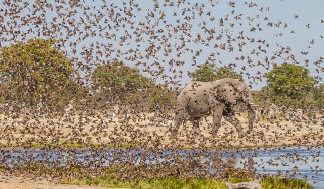 Deadvlei - abgestorbene Akazien vor roten Dünen