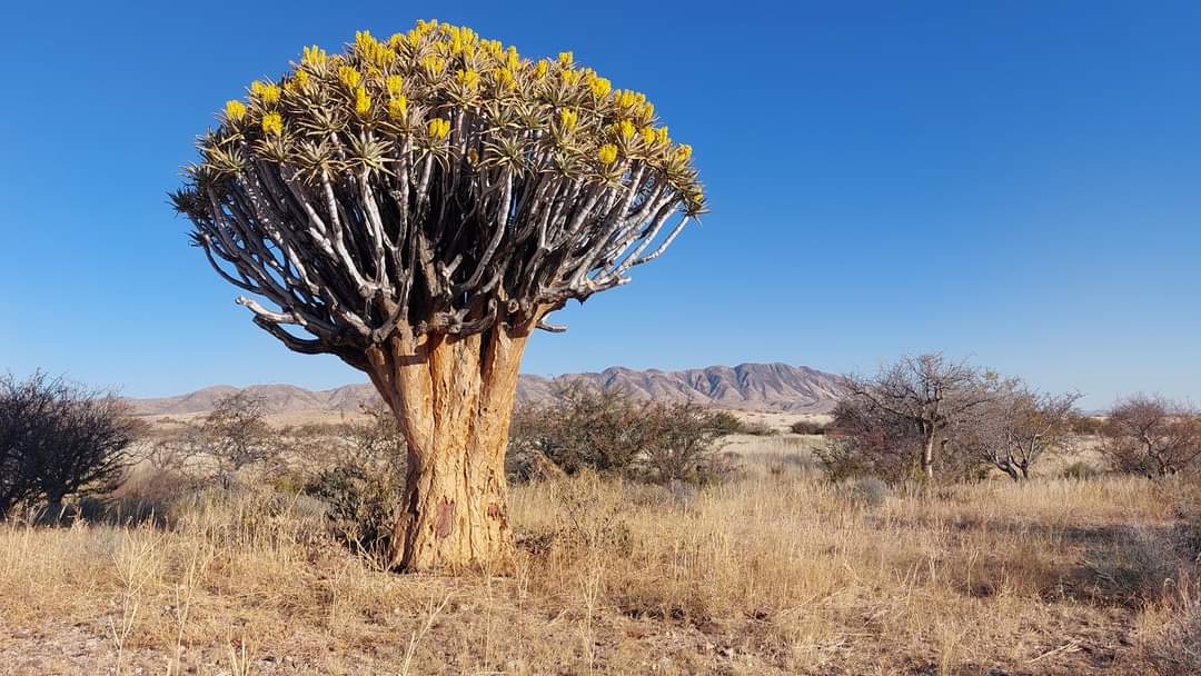 Heissluftballonfahrt über dem Sossusvlei